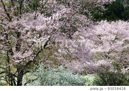 サクラとユキヤナギ サクラとユキヤナギ 93058426