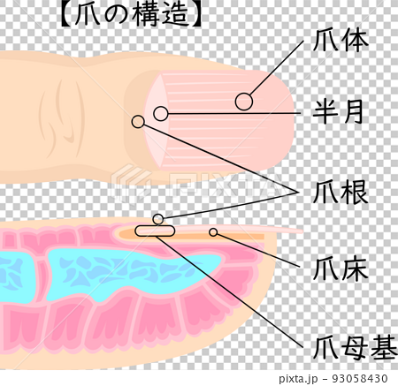 Anatomy of the nail Royalty Free Vector Image - VectorStock