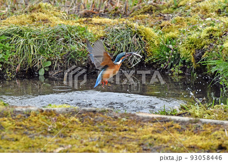 カワセミがエサをキャッチ 93058446