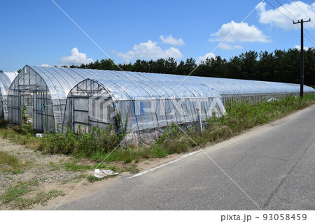 ビニールハウス 温室栽培 ビニールハウス 温室栽培 93058459