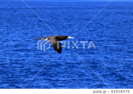 小笠原諸島　カツオドリ 93058476