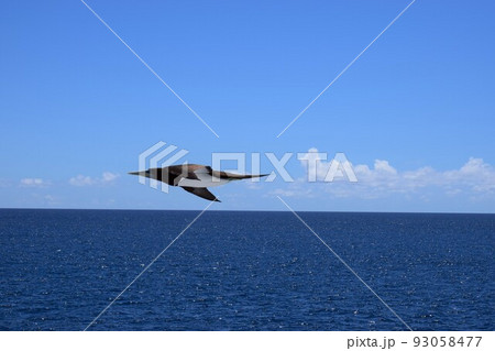 小笠原諸島　カツオドリ 93058477