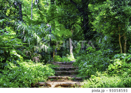 東京都 代々木八幡宮 参道 東京都 代々木八幡宮 参道 93058593