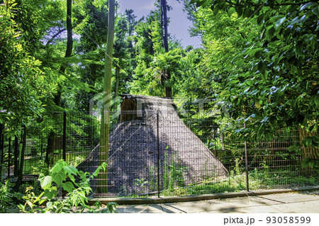 東京都　代々木八幡宮境内　代々木八幡遺跡（縄文時代竪穴式住居） 93058599