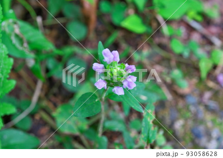 【国指定天然記念物】鯉ヶ窪湿原 遊歩道脇に咲くウツボグサの花1 岡山県新見市 【国指定天然記念物】鯉ヶ窪湿原 遊歩道脇に咲くウツボグサの花1 岡山県新見市 93058628