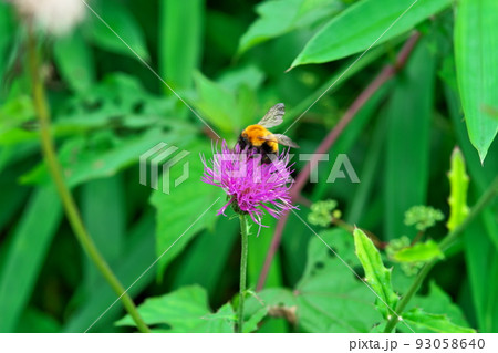 【国指定天然記念物】鯉ヶ窪湿原　湿原に咲くノアザミの花と花にとまるマルハナバチ2　岡山県新見市 93058640
