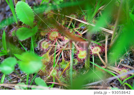 【国指定天然記念物】鯉ヶ窪湿原　湿原に生育する食虫植物モウセンゴケ3　岡山県新見市 93058642