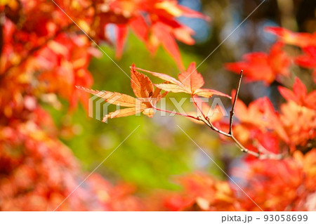 紅葉の季節素材　秋の景色です 93058699