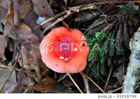 【国指定天然記念物】鯉ヶ窪湿原 遊歩道脇のに生えたドクベニタケ 岡山県新見市 【国指定天然記念物】鯉ヶ窪湿原 遊歩道脇のに生えたドクベニタケ 岡山県新見市 93058799