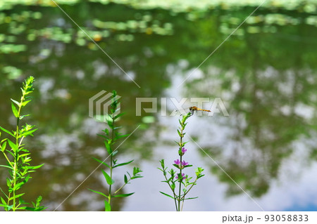 【国指定天然記念物】鯉ヶ窪湿原　鯉ヶ窪池とミソハギの先にとまったアキアカネ5　岡山県新見市 93058833