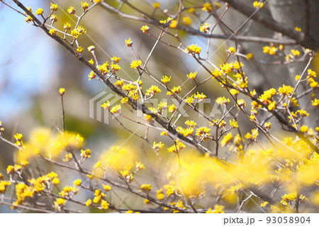 黄色い山茱萸（サンシュユ）の花 93058904