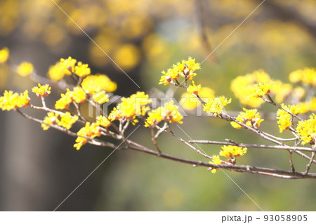 黄色い山茱萸（サンシュユ）の花 93058905