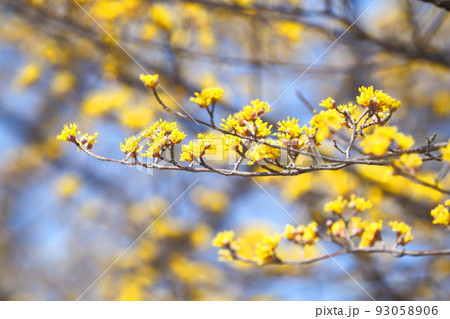 黄色い山茱萸（サンシュユ）の花 93058906