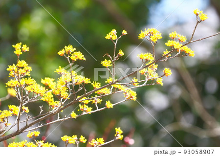 黄色い山茱萸（サンシュユ）の花 93058907