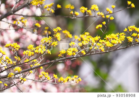 黄色い山茱萸（サンシュユ）の花 93058908