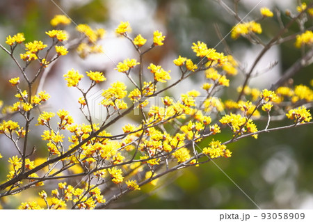黄色い山茱萸（サンシュユ）の花 93058909