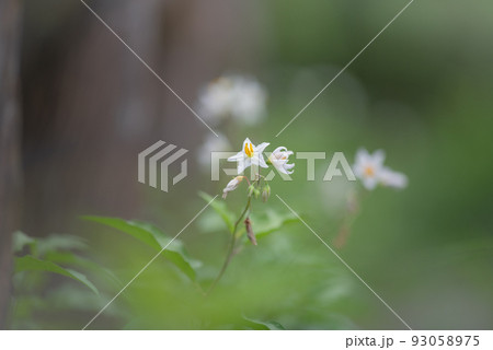 白星の花 93058975