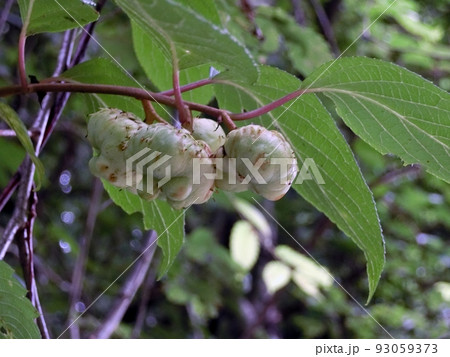 マタタビの虫癭果(秋田市下浜八田・7/24) マタタビの虫癭果(秋田市下浜八田・7/24) 93059373