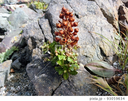 ハマボッスの種子（入道崎・9/28） 93059634