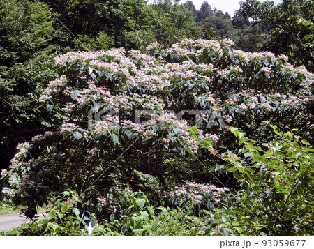 クサギ（秋田市仁別・8/5） 93059677