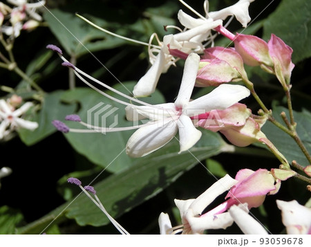 クサギ（秋田市仁別・8/5） 93059678