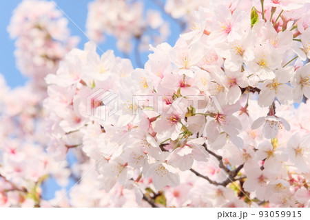 満開の桜 93059915