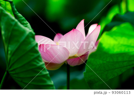 紅蓮 93060113