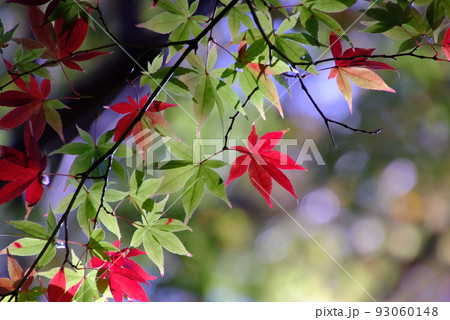 赤と緑のもみじ 93060148