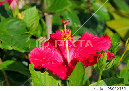 石垣島　フサキビーチ　リゾート石垣島　フサキビーチ　リゾート　に咲く　ブッソウゲ　の花 93060586