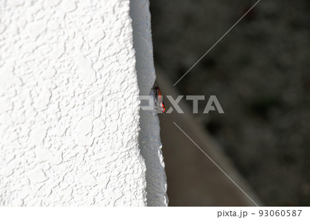 石垣島 フサキビーチ リゾート 宿泊棟の壁で交尾中のアカホシカメムシ 石垣島 フサキビーチ リゾート 宿泊棟の壁で交尾中のアカホシカメムシ 93060587