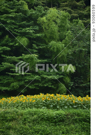 ひまわり 93060599