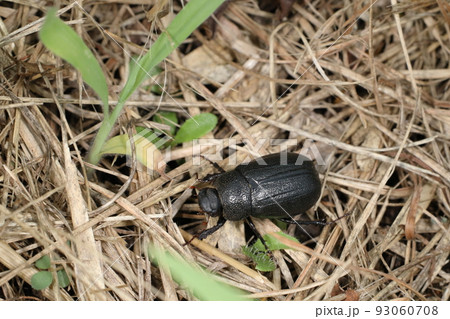 生き物 昆虫 クロコガネ、全身黒く体長二センチ前後。前胸背板の点刻が粗いのが特徴のひとつ 生き物 昆虫 クロコガネ、全身黒く体長二センチ前後。前胸背板の点刻が粗いのが特徴のひとつ 93060708
