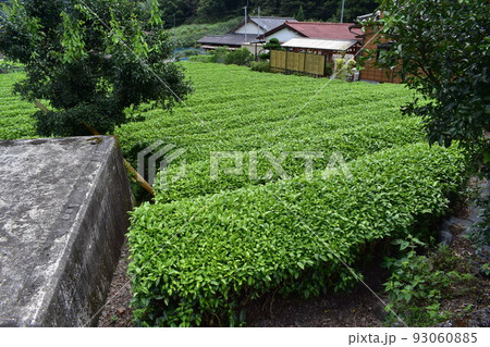 茶畑 茶畑 93060885