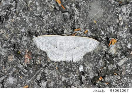 ギンバネヒメシャク（沖縄県・石垣島） 93061067