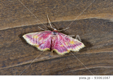 ベニヒメシャク（北海道・鶴居村） 93061087