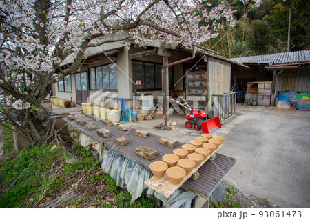 島根県出雲市にある出西窯　桜咲く作業場に並ぶ素焼きの器 93061473
