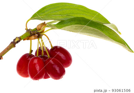 dogwood isolated 93061506
