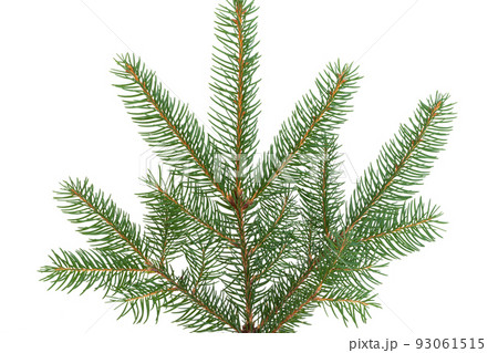 spruce branch isolated spruce branch isolated 93061515