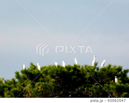 サギの群れ 93062047