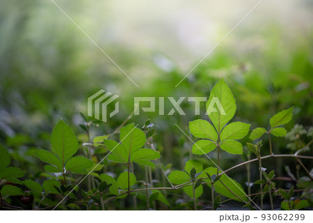 若葉のリズム 93062299