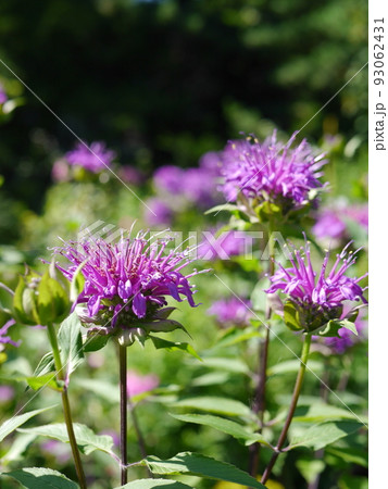 アザミの花 アザミの花 93062431