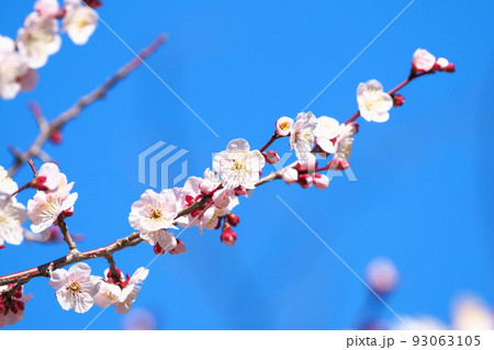 梅の花 豊後(ぶんご) 梅の花 豊後(ぶんご) 93063105