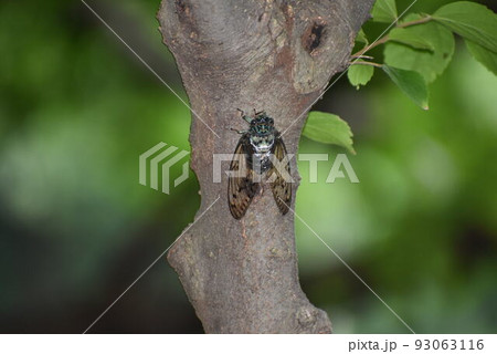 ミンミンゼミ 93063116