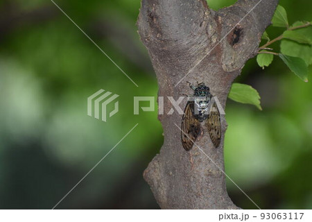 ミンミンゼミ ミンミンゼミ 93063117