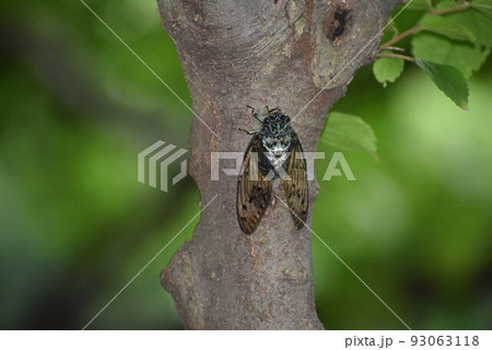 ミンミンゼミ 93063118