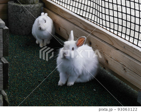 ウサギ ウサギ 93063122