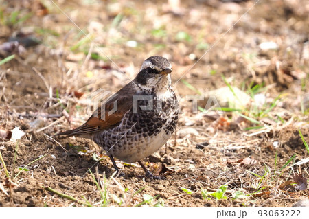 地面を歩いて地中のエサを探すツグミ　　 93063222
