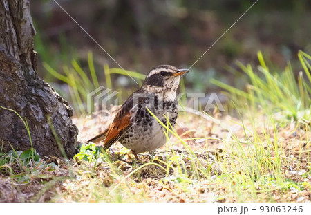 エサを探すツグミ　　 93063246