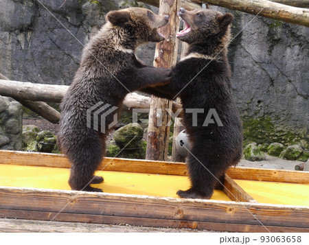 じゃれ合う子熊 93063658