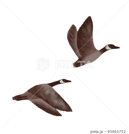 雁、渡り鳥 雁、渡り鳥 93063752